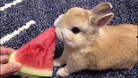 兔兔吃瓜娱乐新浪博客